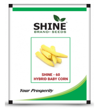 Maize / Baby Corn Shine-60